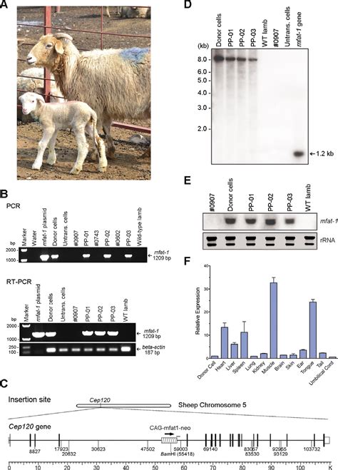 generation of cloned transgenic pigs rich in omega-3 fatty acids|cloned transgenic pig foods.